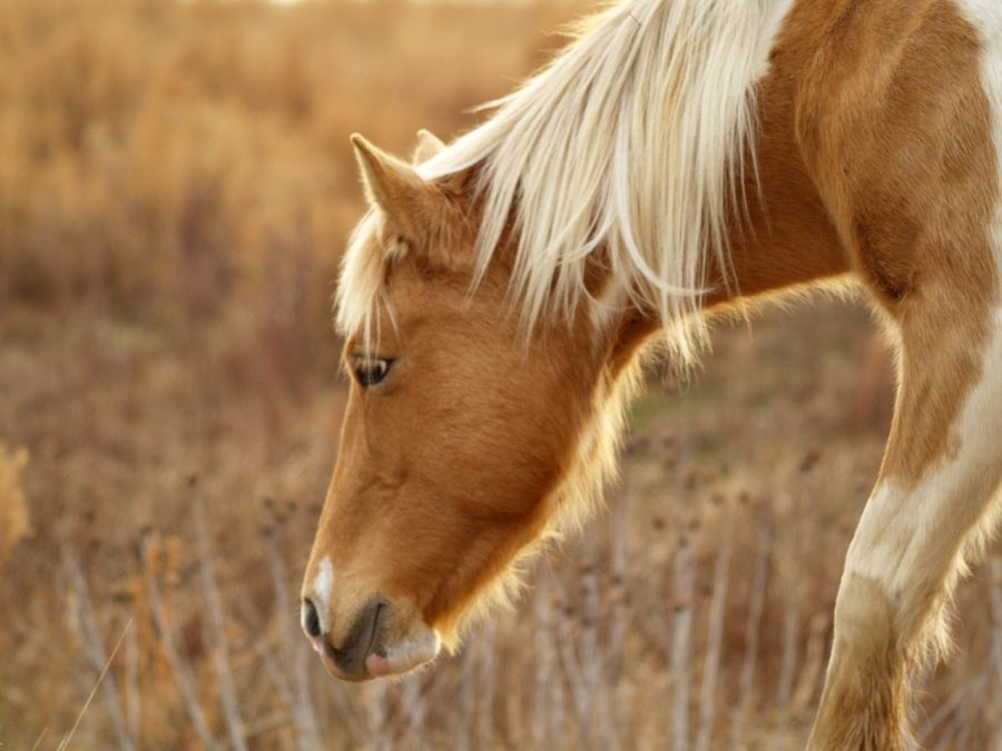 Au Pair de caballos